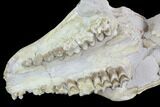 Oreodont (Merycoidodon) Partial Skull - Wyoming #95060-7